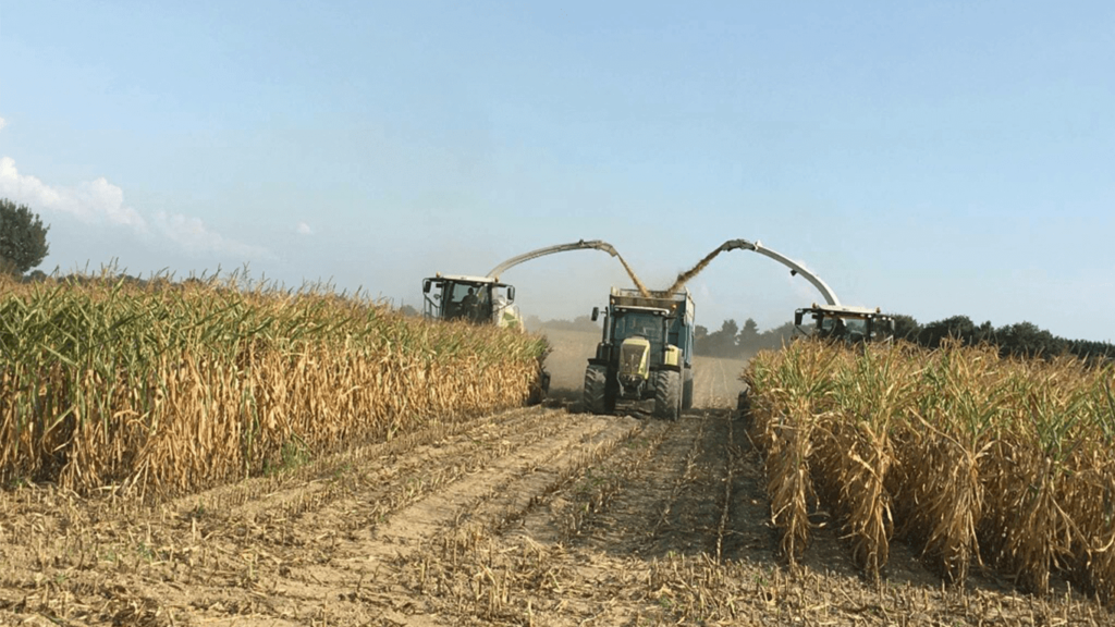 Prestation ensilage maïs Loire-Atlantique